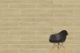 20х120 OakWood Бежевый Матовый R10A Ректификат